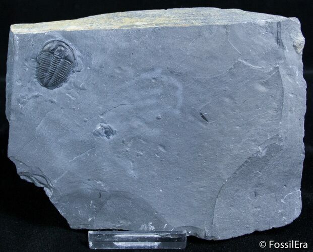/ Inch Elrathia Trilobite In Matrix - Utah #2482